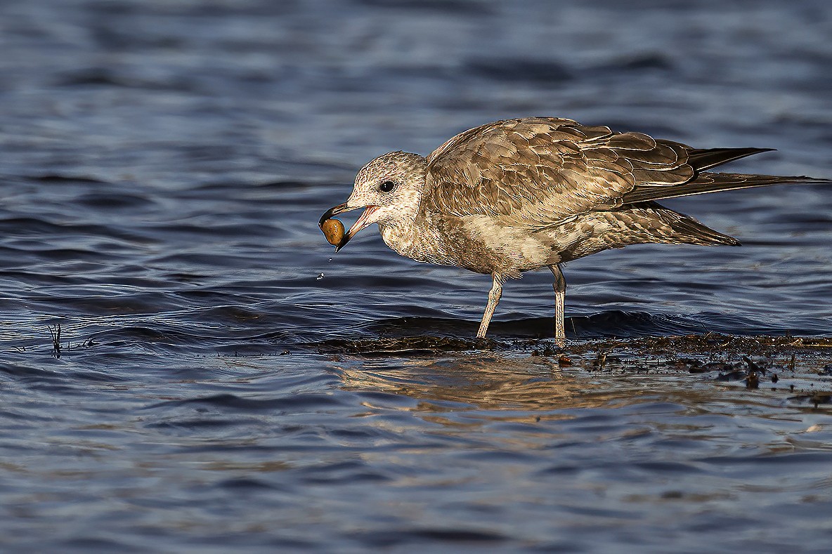 Short-billed Gull - Gerald Romanchuk