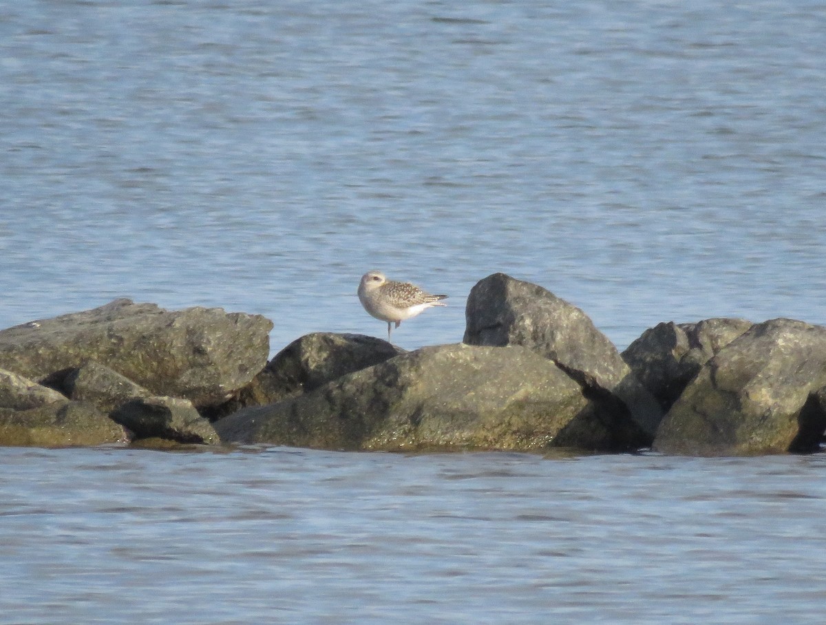 Black-bellied Plover - ML38629231