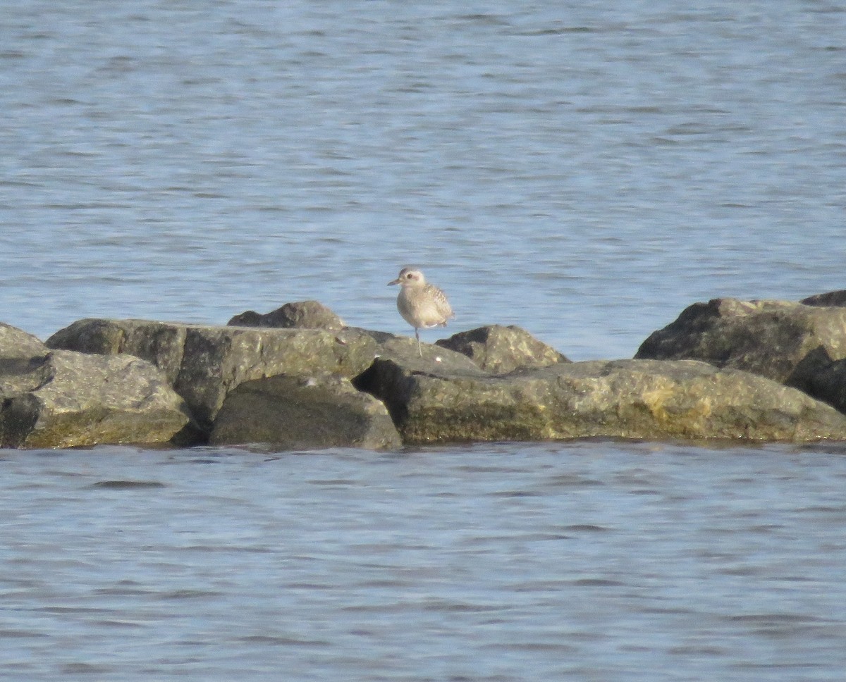 Black-bellied Plover - Fred Shaffer