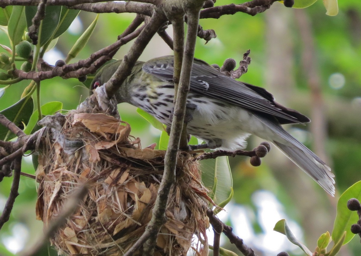 Olive-backed Oriole - ML386294191