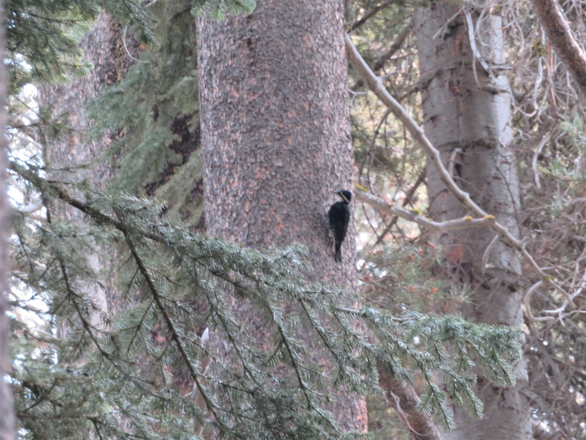 Black-backed Woodpecker - ML386298671