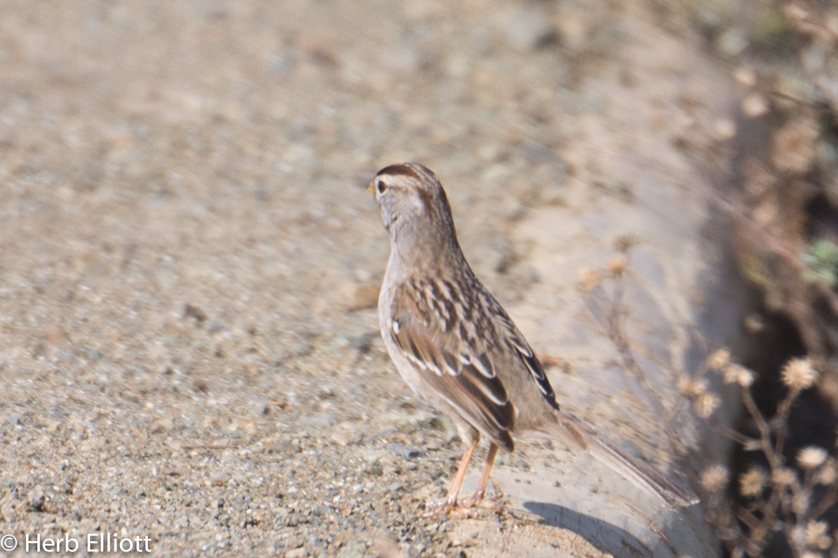 White-crowned Sparrow (nuttalli) - ML38629991