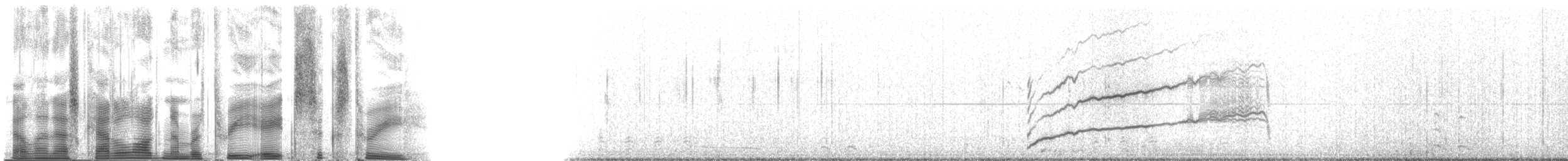 Perçemli Denizpapağanı - ML3863