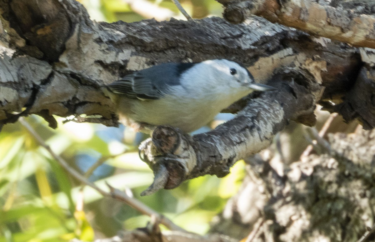 White-breasted Nuthatch - ML386302151
