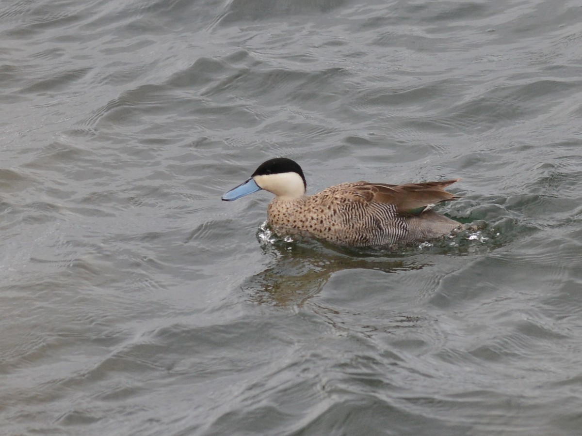 Puna Teal - Alan Van Norman