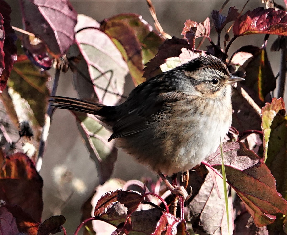 Swamp Sparrow - Steve Mayo