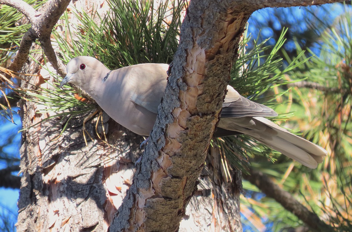 Eurasian x African Collared-Dove (hybrid) - Ted Floyd