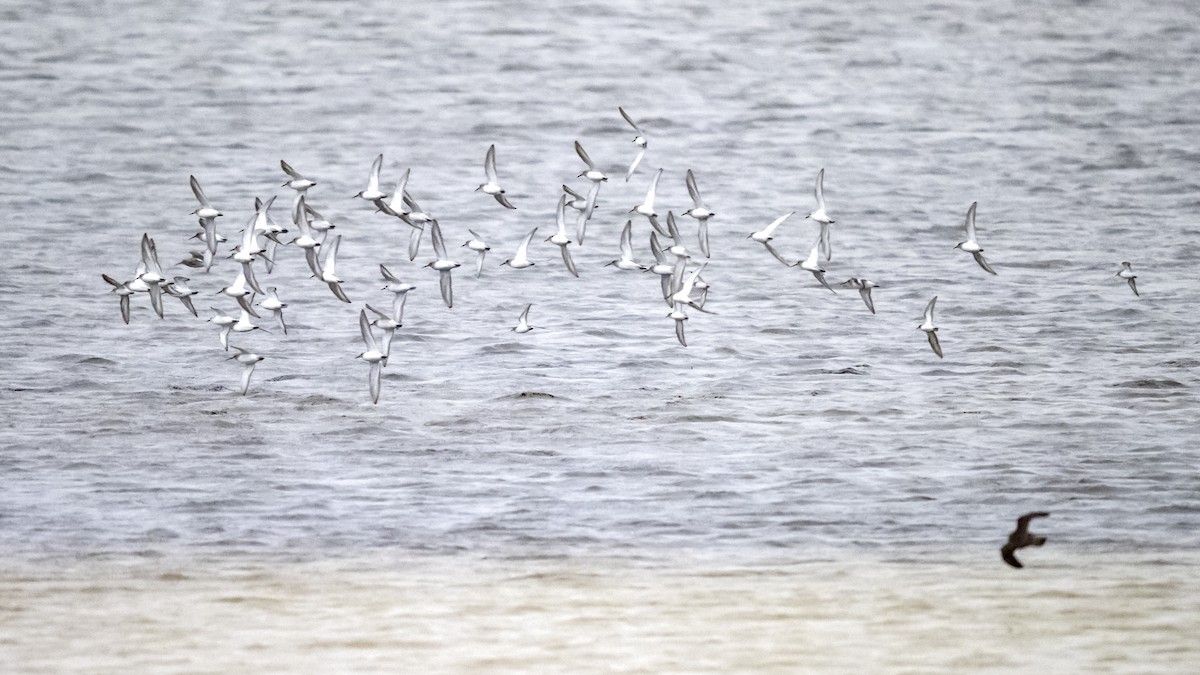 Dunlin - ML386305091