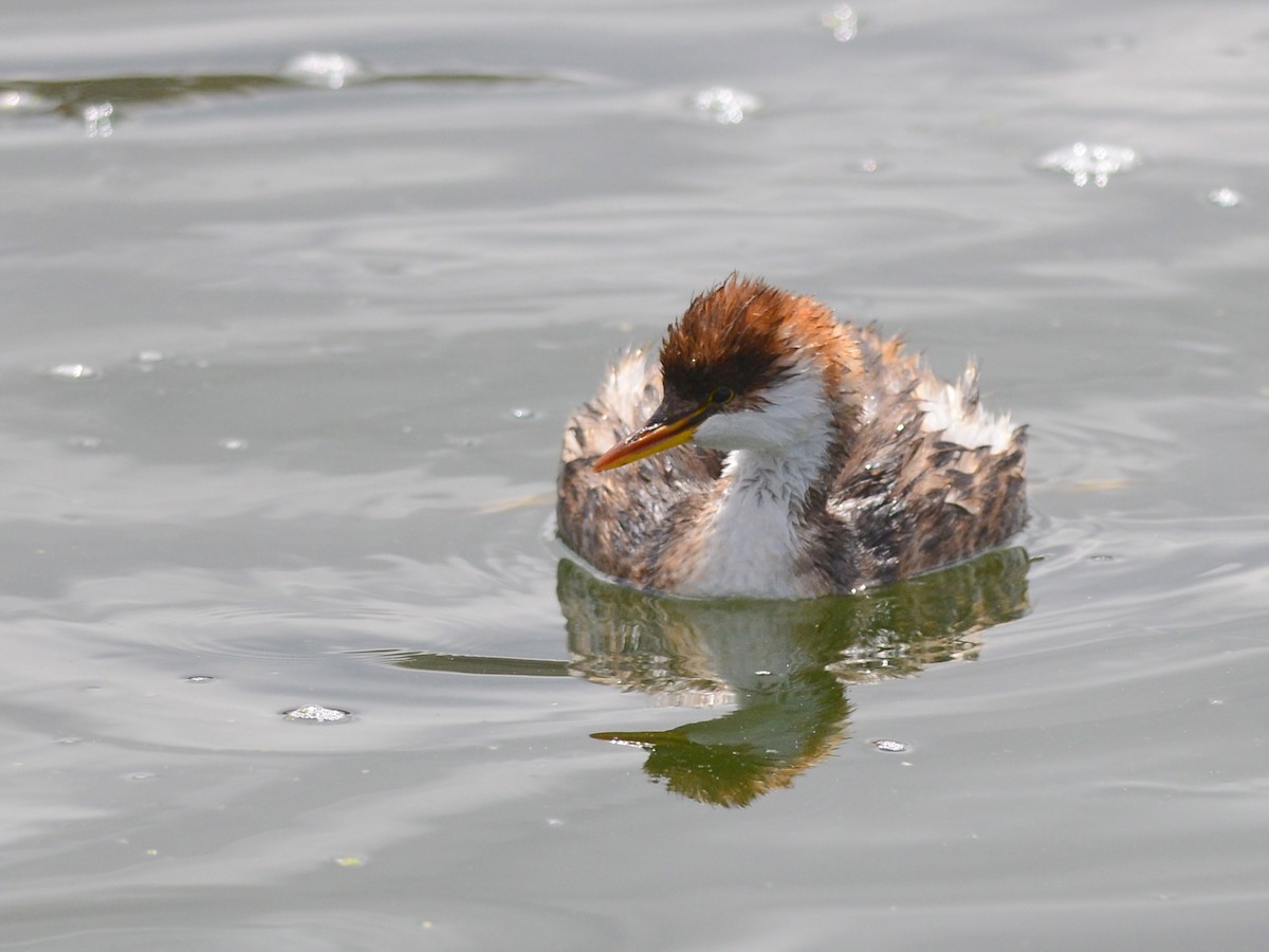 Titicaca Grebe - Alan Van Norman