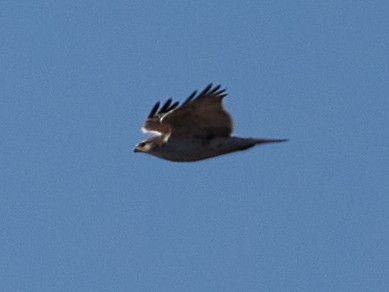 Ferruginous Hawk - ML386308641