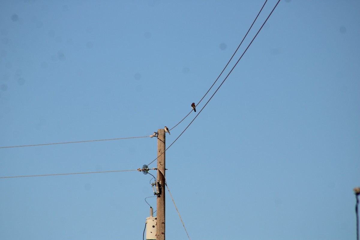 American Kestrel - ML386310071