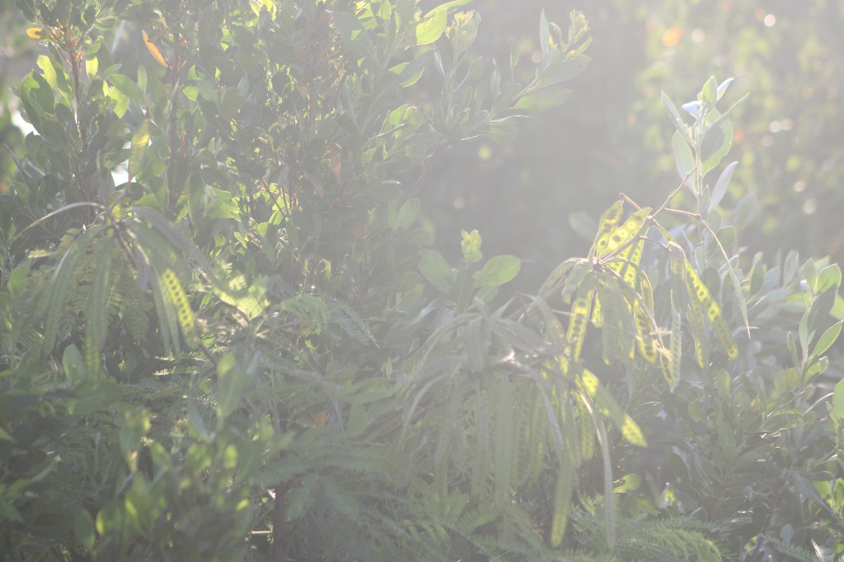 White-eyed Vireo - Janet Storr