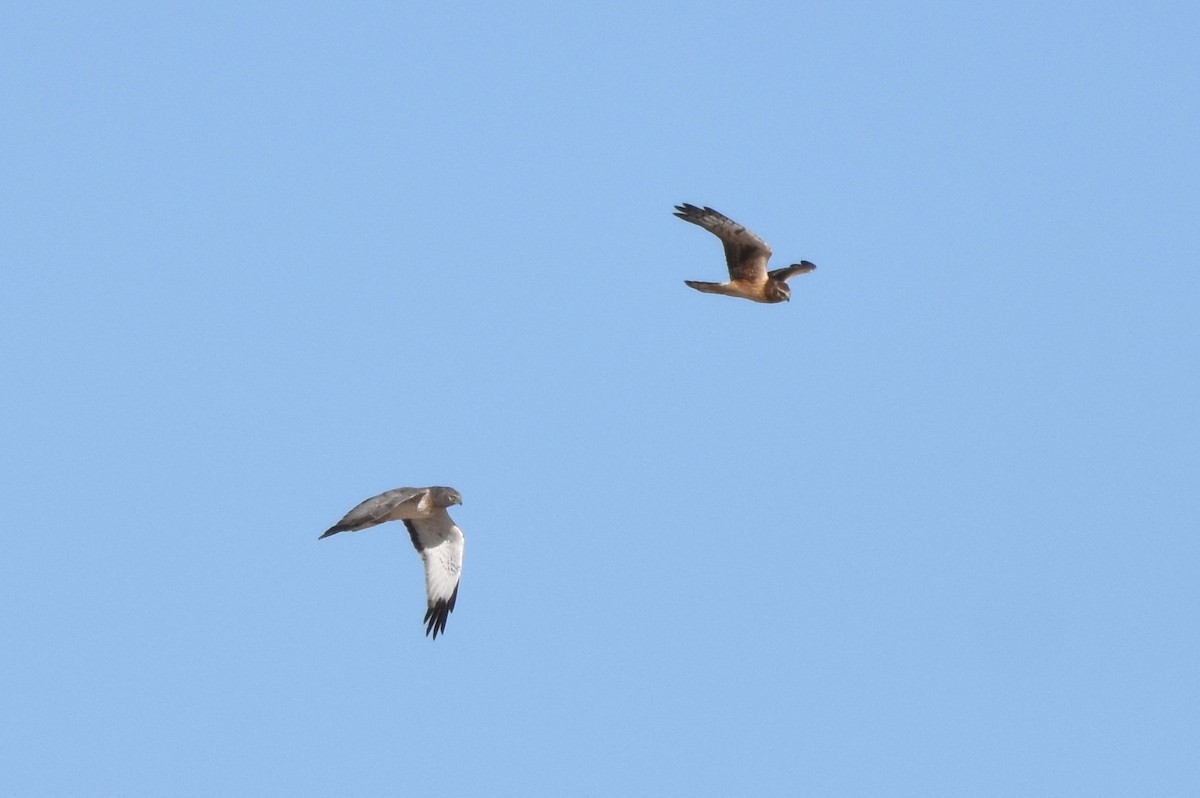 Northern Harrier - ML386310471