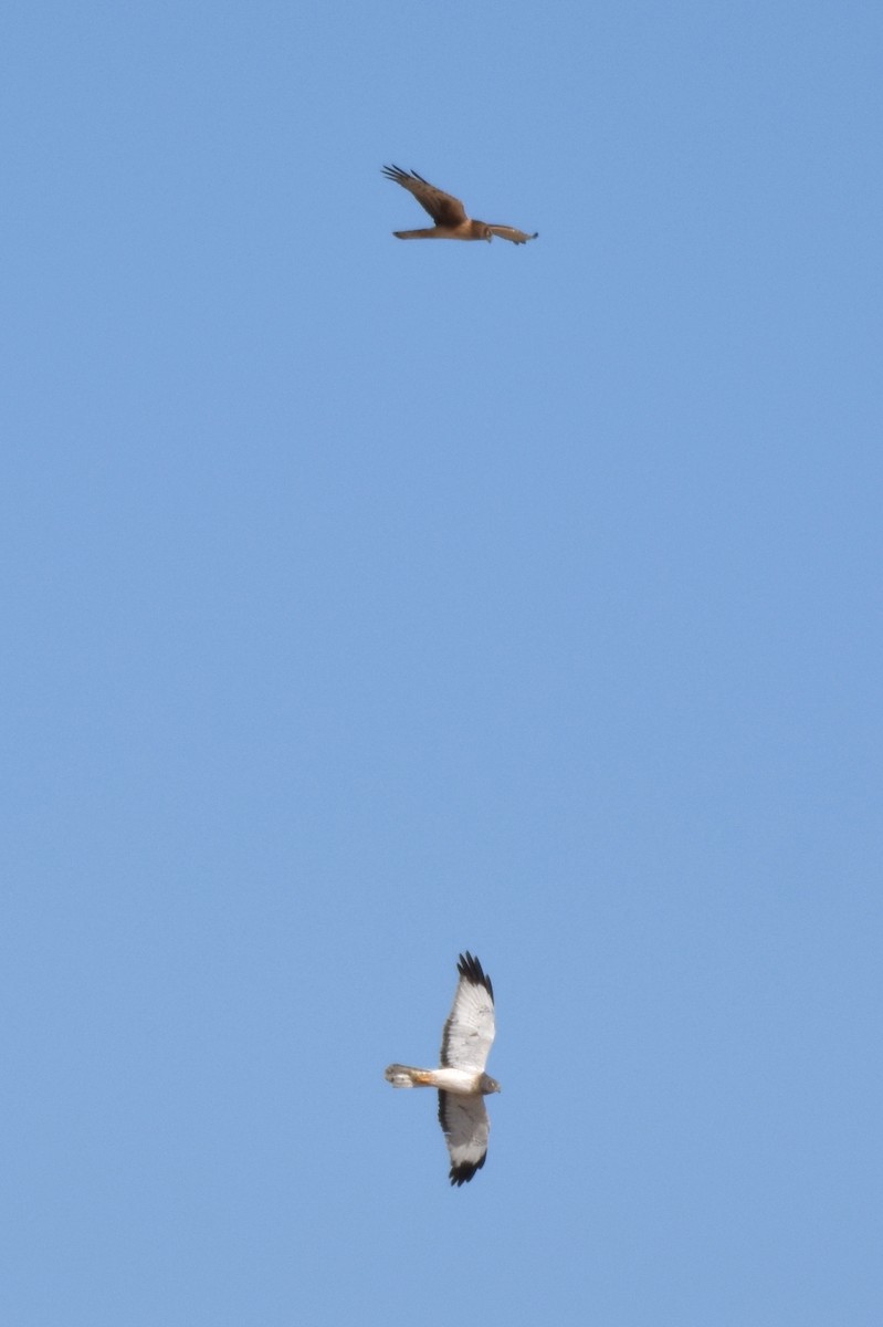 Northern Harrier - ML386310481