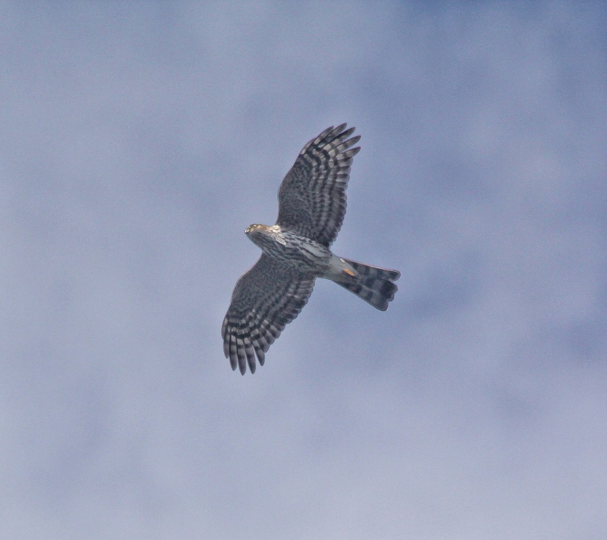 Sharp-shinned Hawk - ML386310791