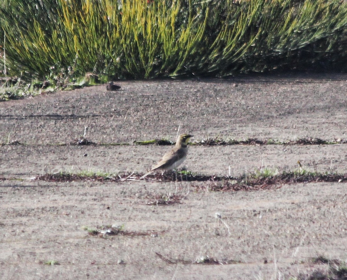 Horned Lark - ML386311051