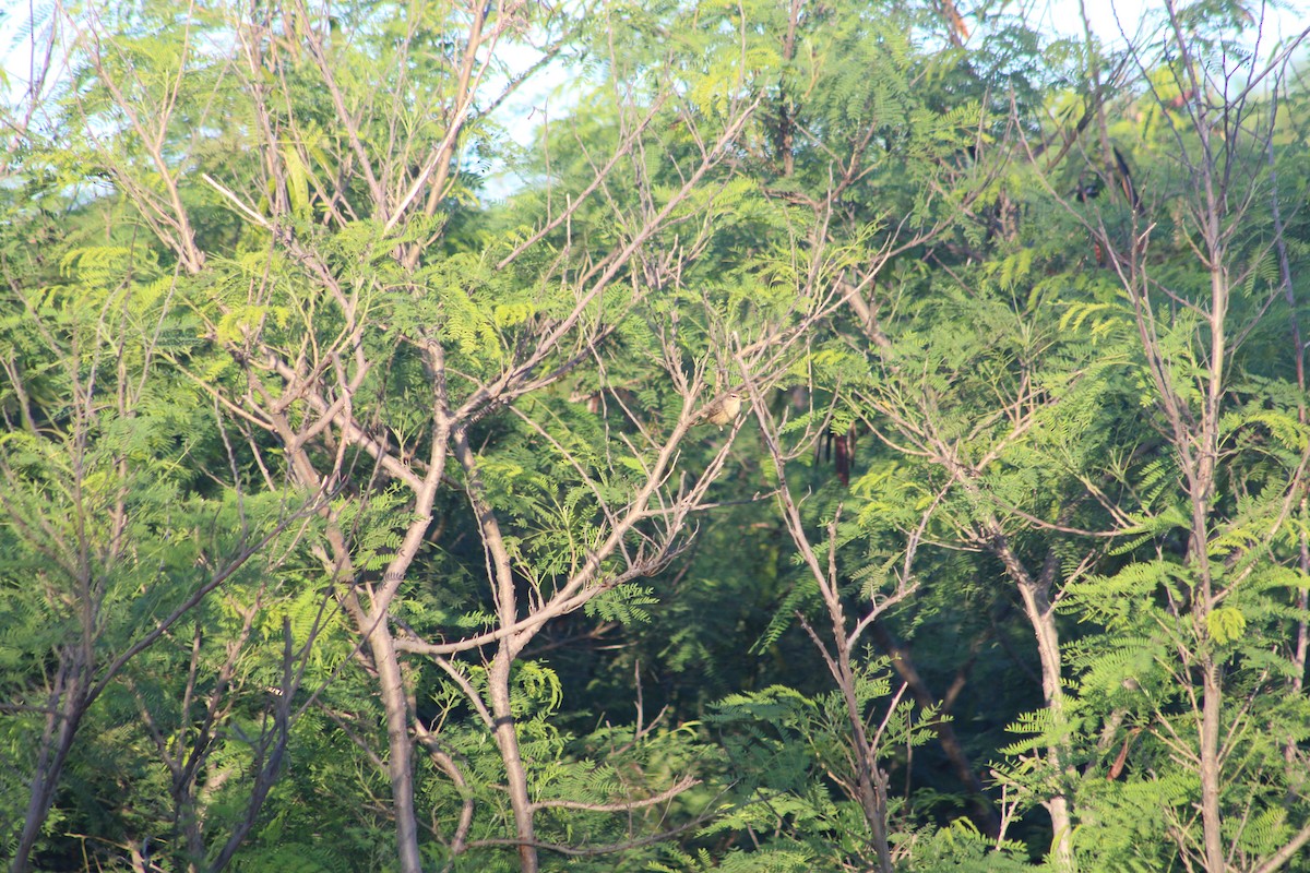 Palm Warbler - ML386311441