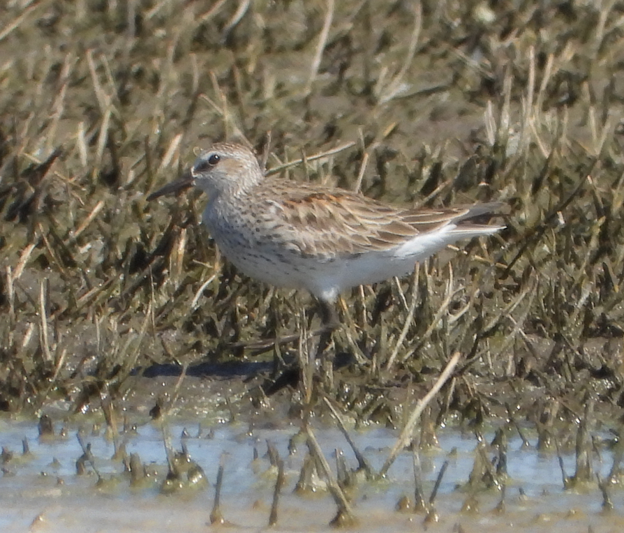 bonapartesnipe - ML386312051