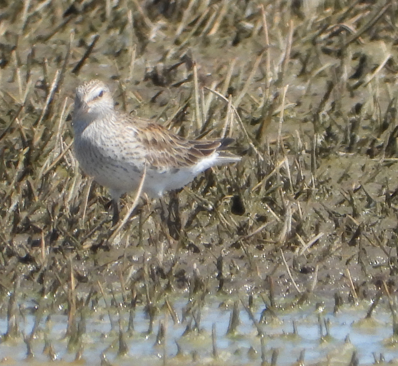 bonapartesnipe - ML386312061