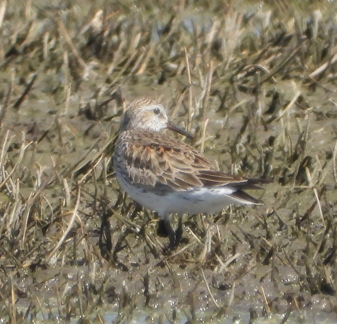 bonapartesnipe - ML386312131
