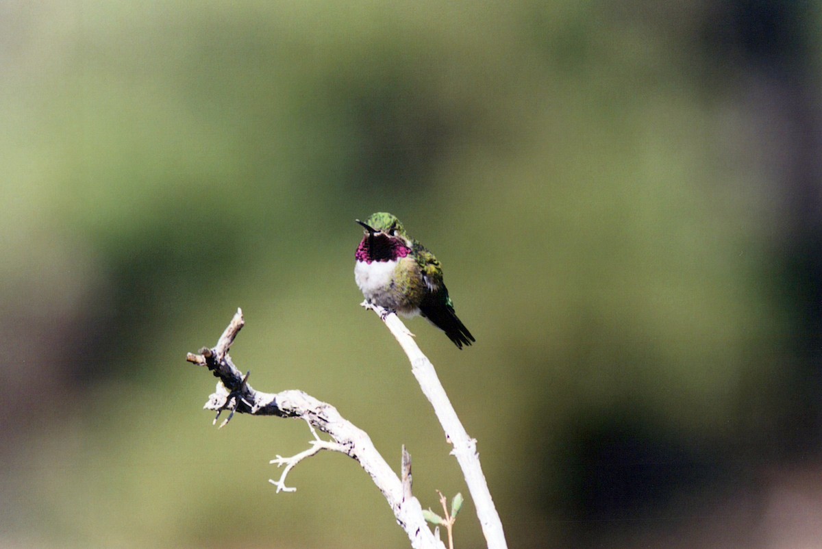 Broad-tailed Hummingbird - george parker