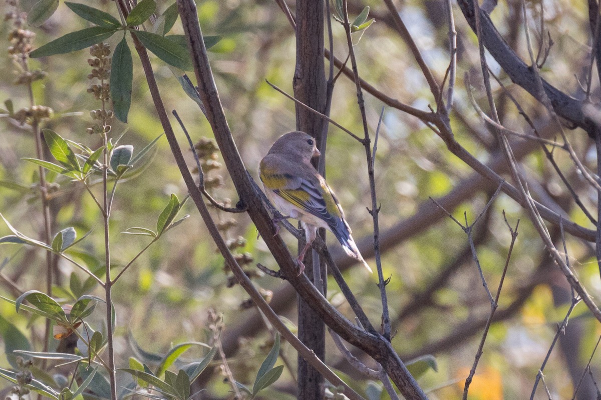 Lawrence's Goldfinch - ML386313941