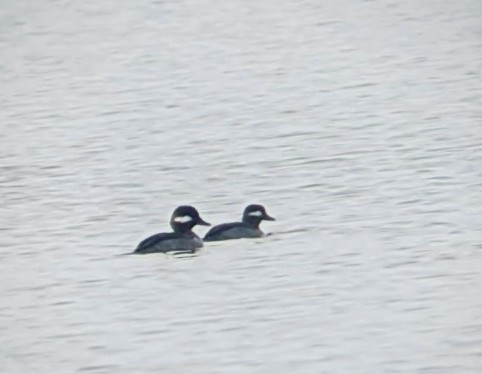 Bufflehead - ML386314101