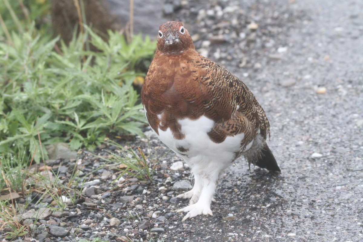 Willow Ptarmigan - Wayne Palsson