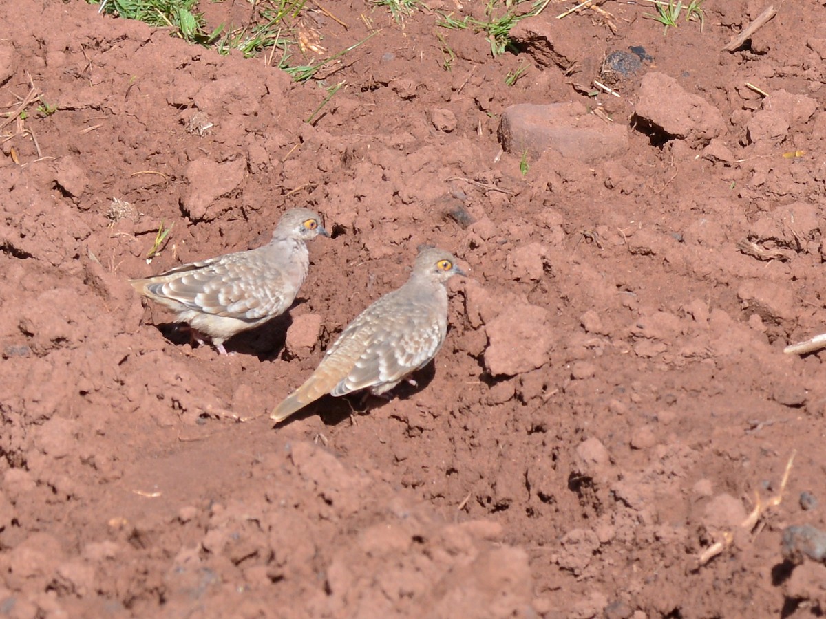 Bare-faced Ground Dove - ML38631521