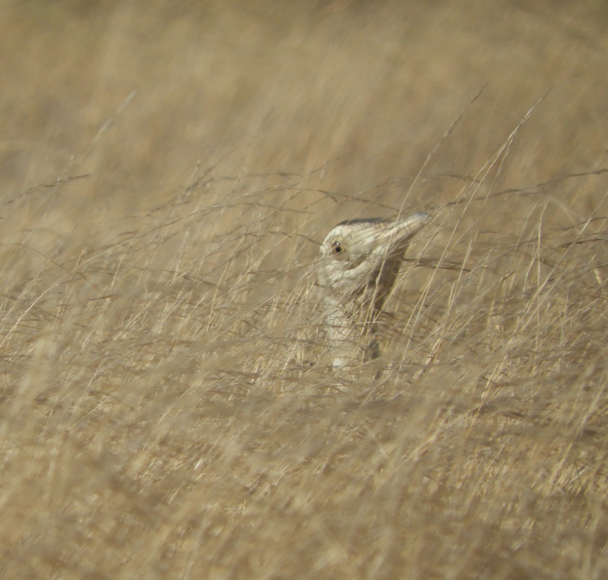 Australian Bustard - Ivor Preston