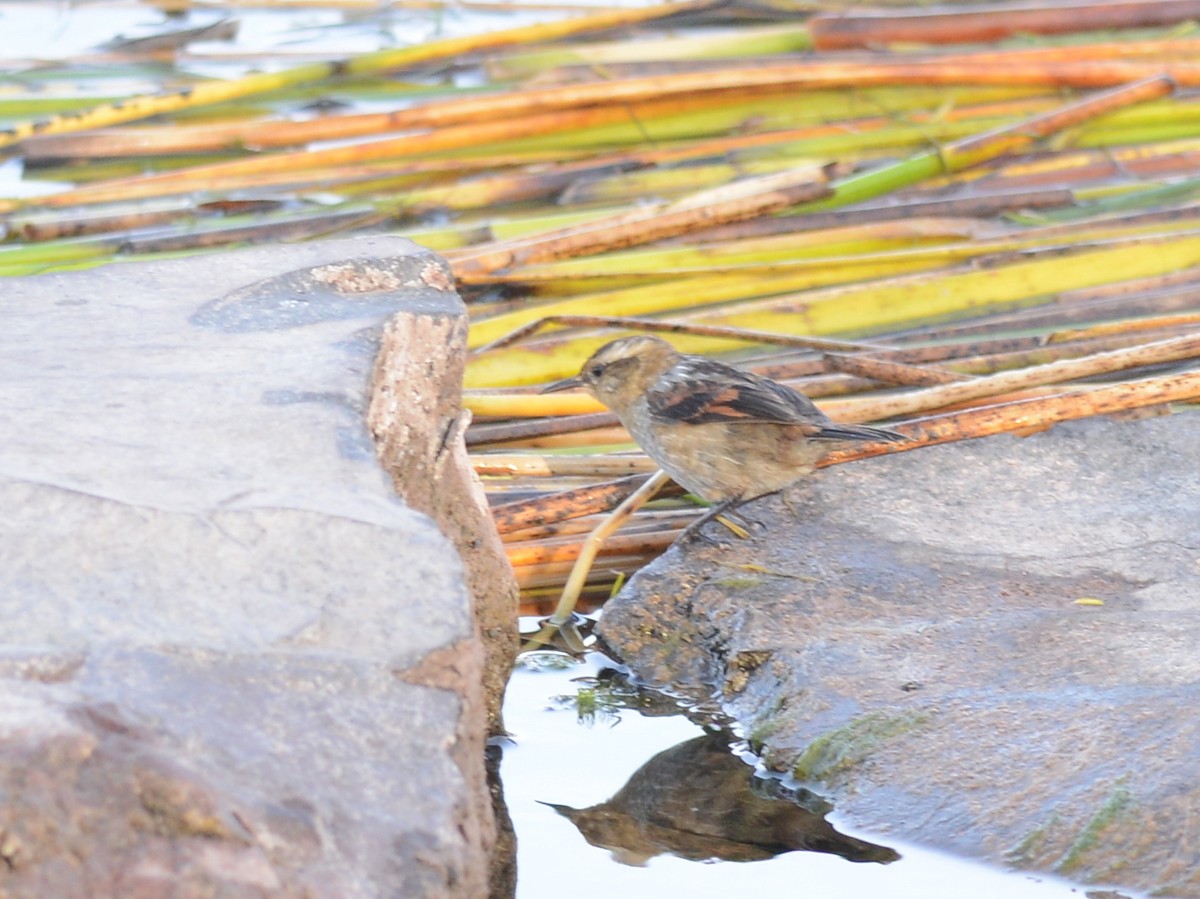 Wren-like Rushbird - Alan Van Norman