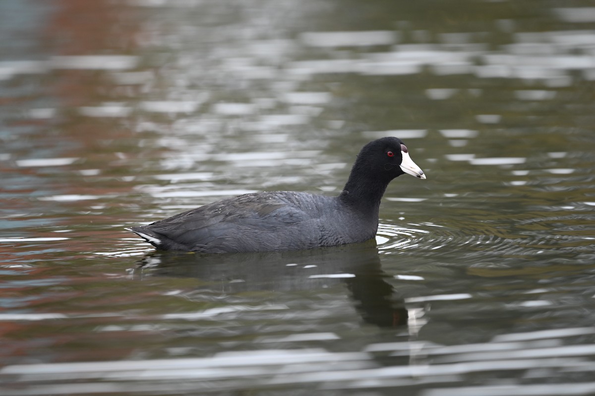 American Coot - ML386317101