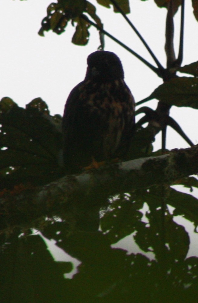 White-rumped Hawk - Jacob C. Cooper