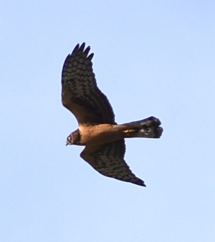 Northern Harrier - ML386319051