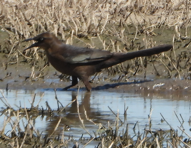 storhaletrupial - ML386319391