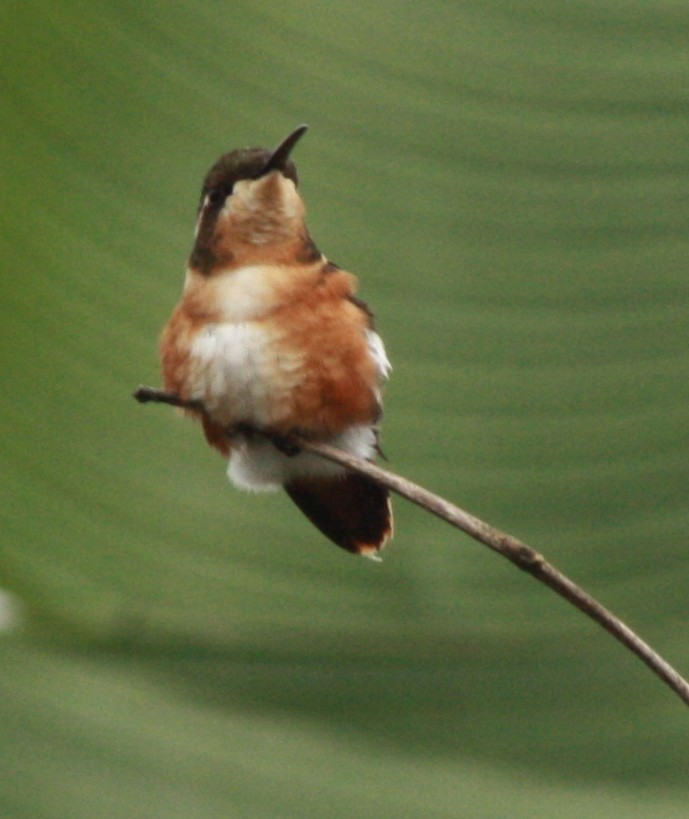 Colibrí Amatista - ML38631991