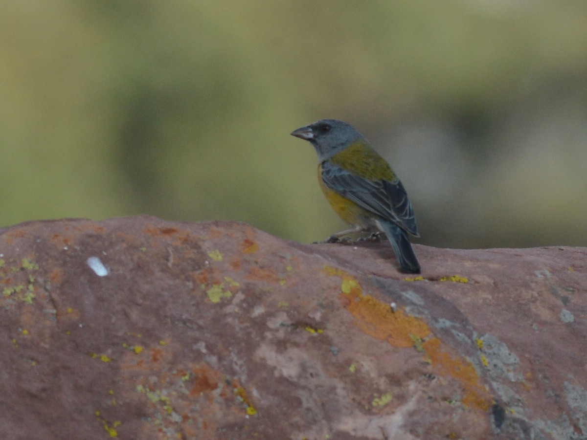 Peruvian Sierra Finch - ML38632081