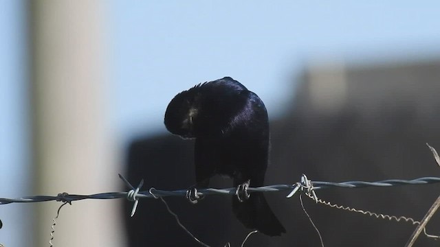 Shiny Cowbird - ML386320881