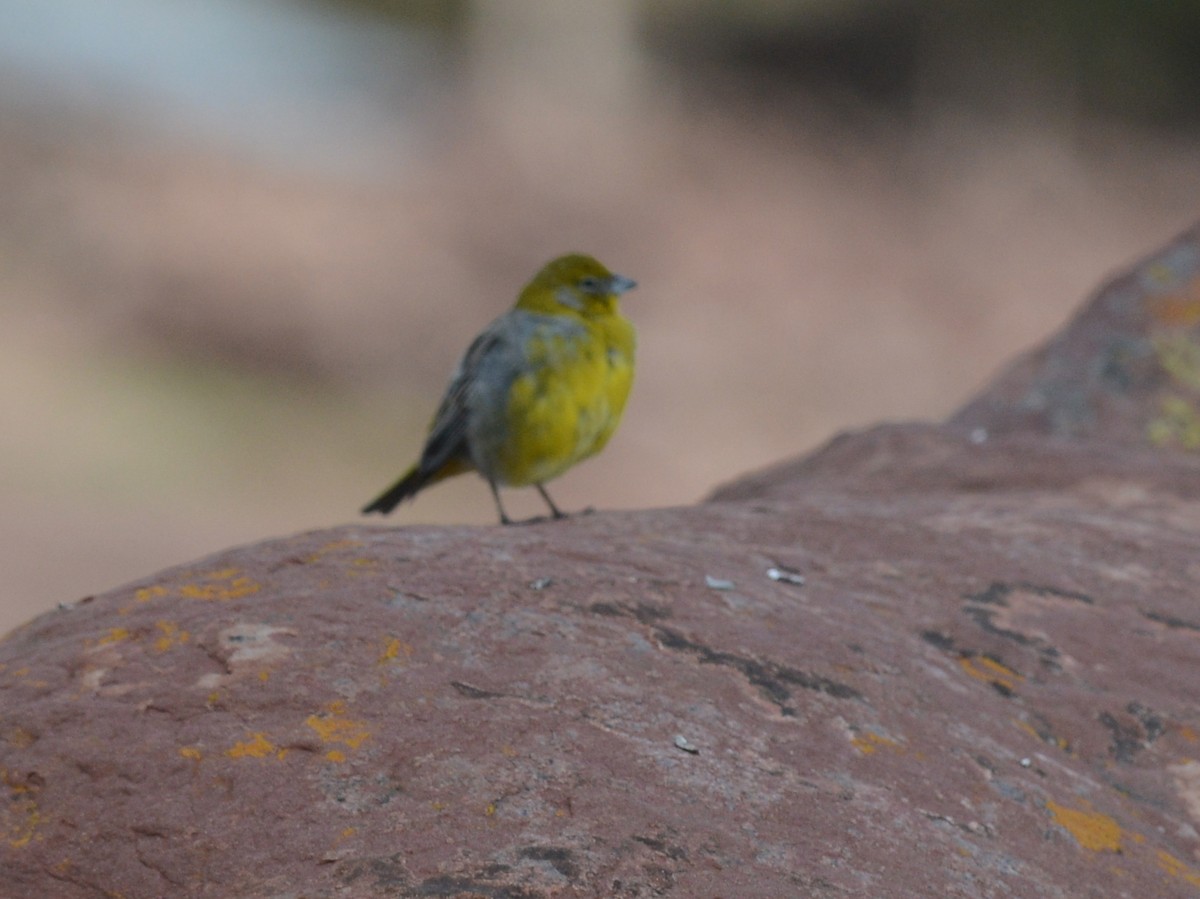 Bright-rumped Yellow-Finch - ML38632181