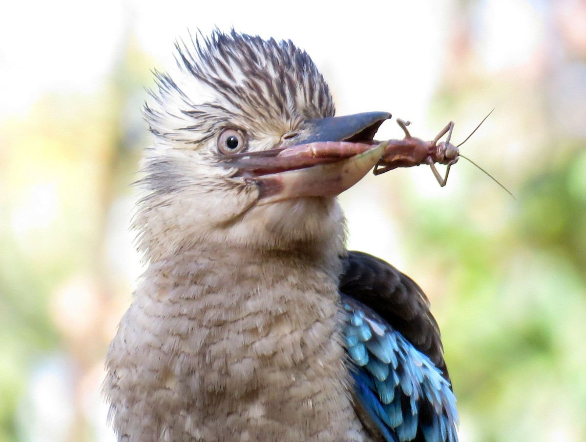 Blue-winged Kookaburra - Greg Neill