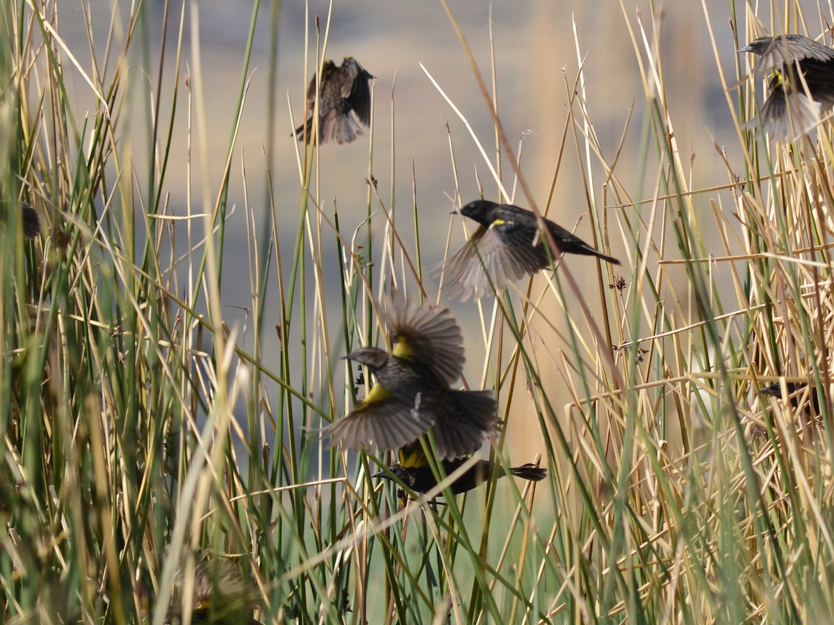 Yellow-winged Blackbird - ML38632391