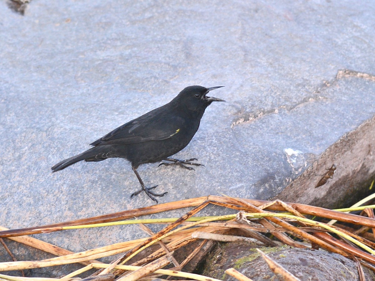 Yellow-winged Blackbird - ML38632421