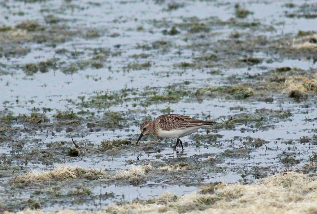 Baird's Sandpiper - ML38632581