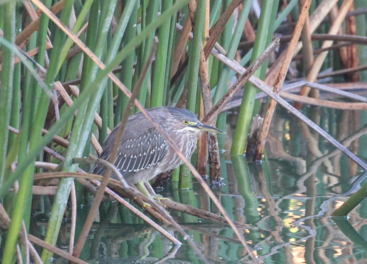 Green Heron - ML386327321