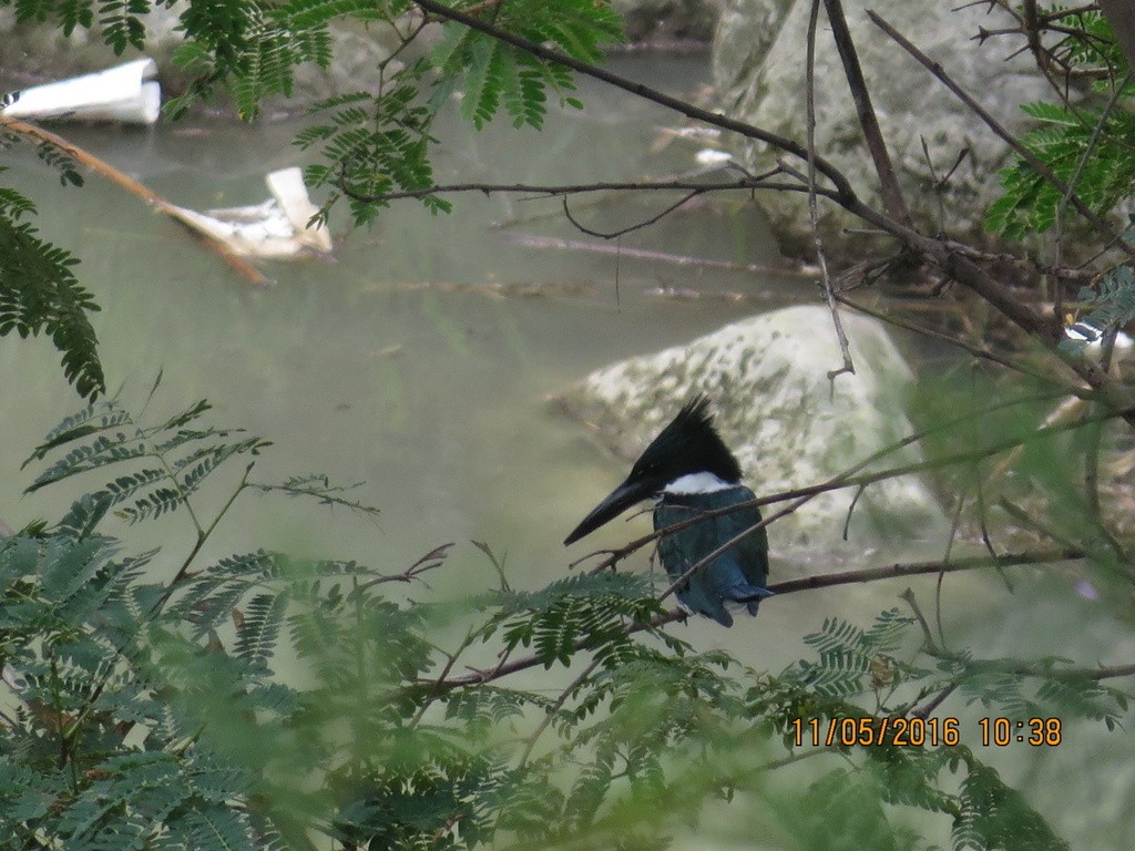 Martin-pêcheur d'Amazonie - ML386327731