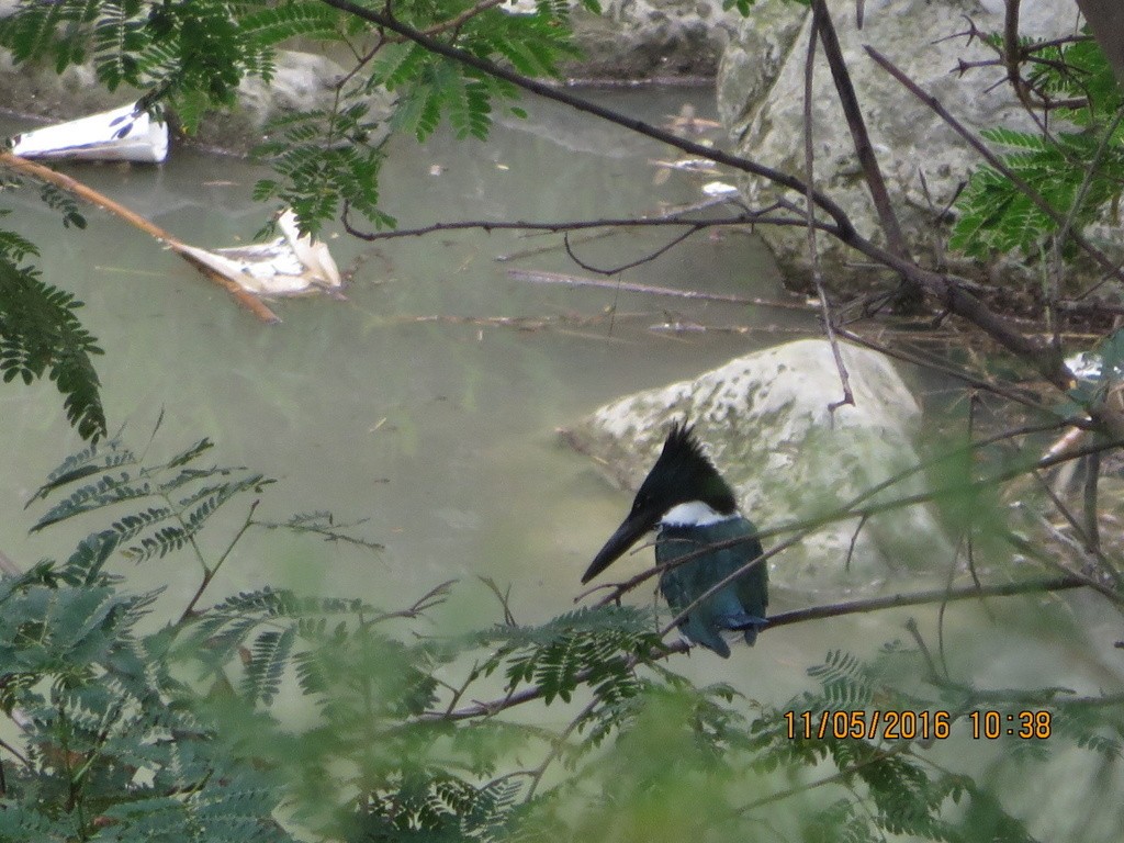 Martin-pêcheur d'Amazonie - ML386327751