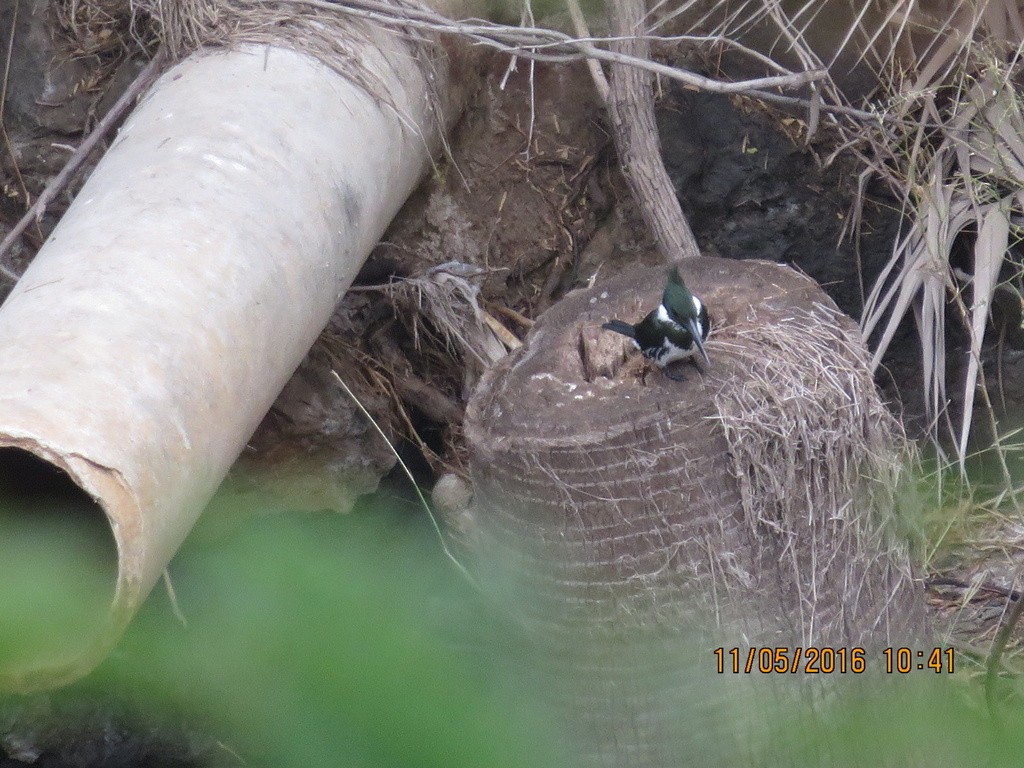 Amazon Kingfisher - ML386327771