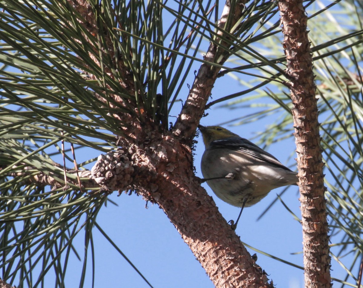 Hermit Warbler - ML386327871