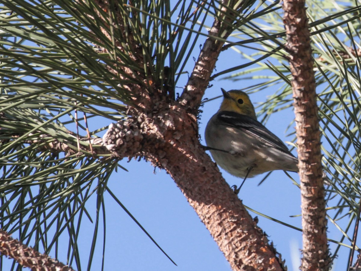 Hermit Warbler - Tracy Drake