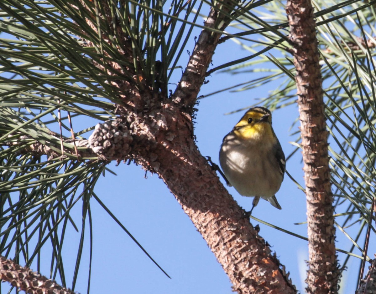 Hermit Warbler - ML386327921